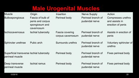 Perineal Pouches Urogenital Diaphragm PPT