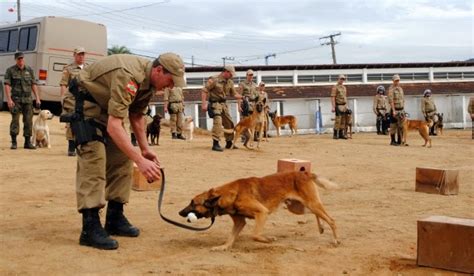 Só No Sul Pm Forma Novo Grupo De Policiais Condutores De Cães