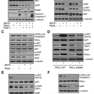 BNTX Sensitizes Human Pancreatic Cancer Cells To TRAIL Induced