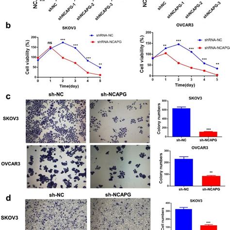 Ncapg Knockdown Reduced Cell Growth Proliferation And Invasion