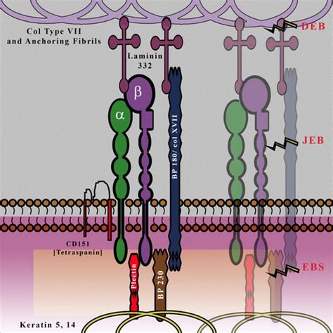 Full Article A Skin Depth Analysis Of Integrins Role Of The Integrin