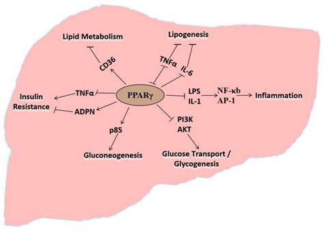 Peroxisome Proliferator Activated Receptor γ Pparγ Participates In Download Scientific