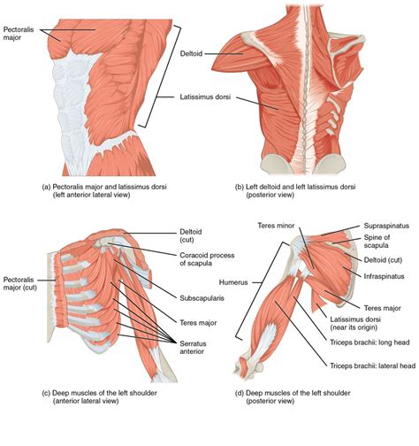 Shoulder Anatomy Diagram - The human shoulder is made up of three bones ...