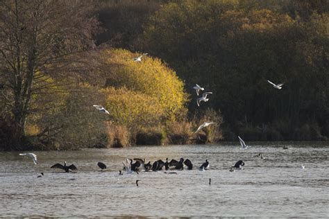 mouettes et cormorans en lumière d automne François Reitz Flickr