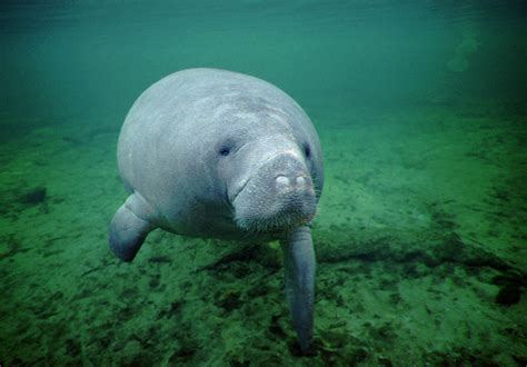 Manatee Sightings Photos And Video Of Manatees At Blue Spring State