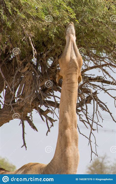 Dromedary Camels Camelus Dromedarius Standing And Reaching Trees In The