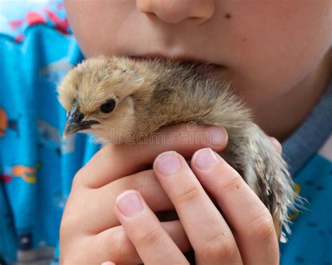 155 Baby Partridge Stock Photos Free And Royalty Free Stock Photos From