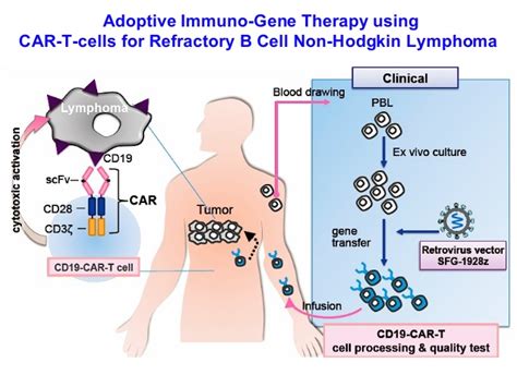 The Application Of Car T In Disease Treatment Creative Biolabs Blog