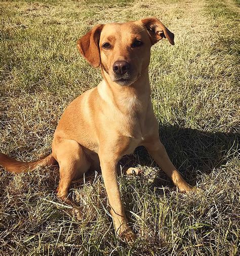 Jack Russell Lab Mix You Will Adore The Jackador