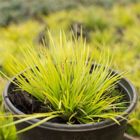 Small Ornamental Grasses