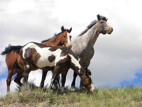 Montana's Hidden Wild Mustang Sanctuary | TouristSecrets