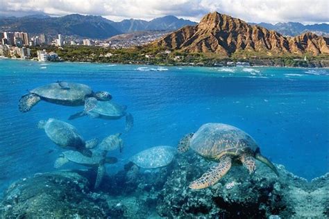 Tripadvisor Schnorcheln Im Waikiki Turtle Canyon Mit Mittagessen Und