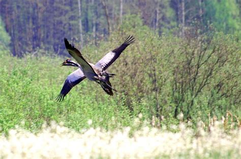 Anna On Twitter To Reliktowe Gatunki Borealne Kt Rych