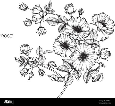 Las Rosas Silvestres Ilustraci N Dibujo De Flores Blanco Y Negro Con