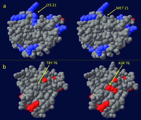 Th E 3 D Surface Structure Of The Dna Binding Domain Of The Bovine Hsf1