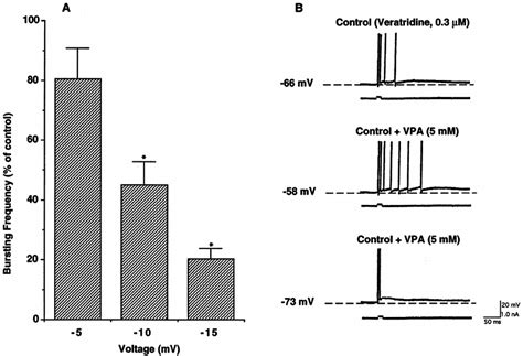 Voltage Dependency Of Vpa Enhanced Veratridine Bursting A Membrane