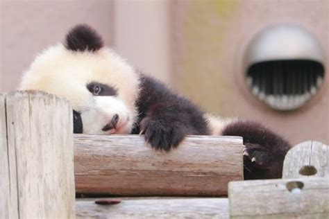 とにかくかわいい！動物の赤ちゃん特集！ おさるランド 日光さる軍団