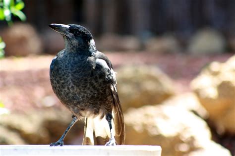 Australian Magpie Juvenile Bird Free Photo On Pixabay Pixabay