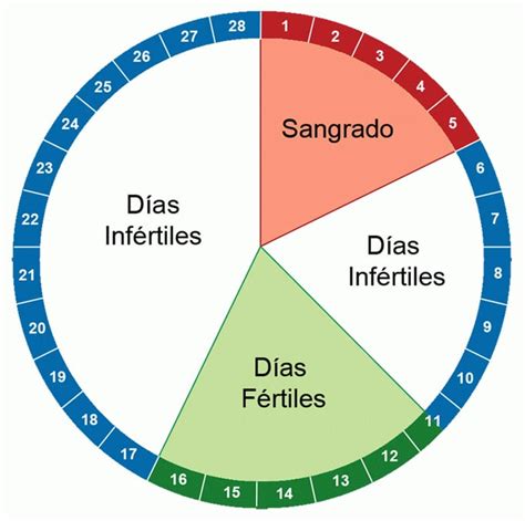 Cómo Saber Cuáles Son Los Días Fértiles De La Mujer