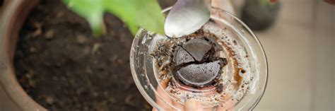 Marc de café au jardin votre allié jardinage VIVASERVICES