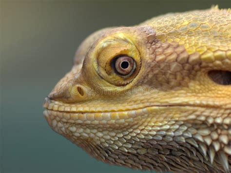 Smiling Bearded Dragon Lizard. Stock Photo - Image of dragon, smile: 10390336