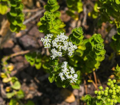 French Marjoram Origanum Onites L In Bloom Stock Image Image Of