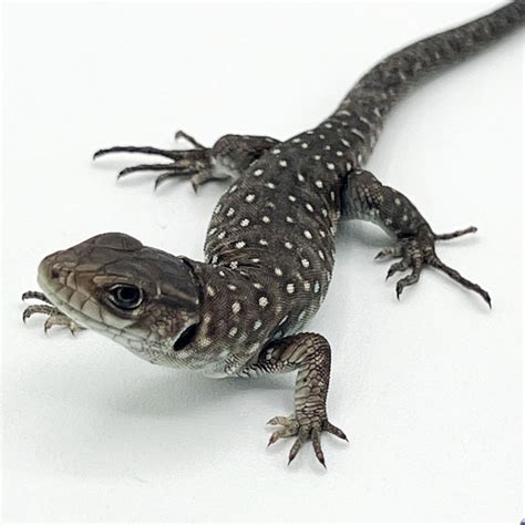 Ocellated Lizard Minor Cb Baby