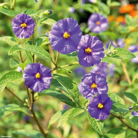 Solanum Rantonetti Arbre Aux Gentianes Arbuste Fleurs Violettes