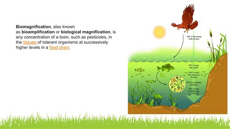 Biomagnification Ppt