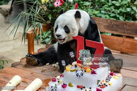 Panda Xing Xing Photos And Premium High Res Pictures Getty Images