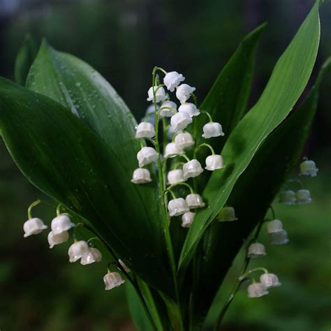 Liljekonvalj I Liljekonvalj Blommor M Lning Inspiration