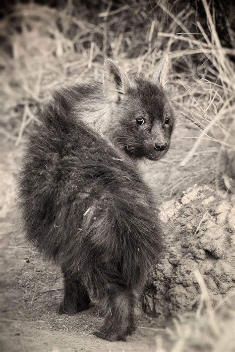 Brown Hyena Pup by MrStickman on DeviantArt