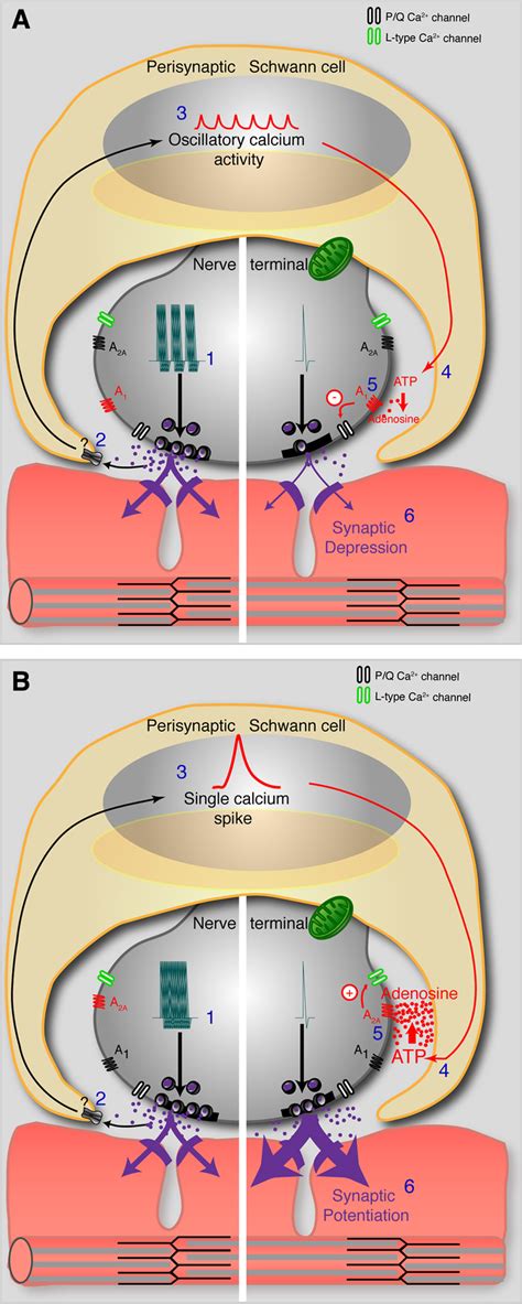 Model Of Glial Mediated Bidirectional Modulation Of Synaptic