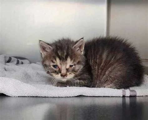 Le petit chaton était blotti dans un tas de feuilles les yeux