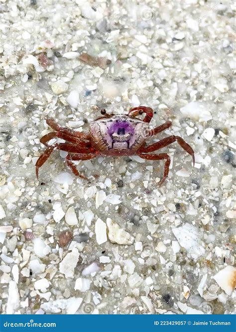 Sand Fiddler Crab Aka Uca Pugilato Stock Image Image Of Ocean Island