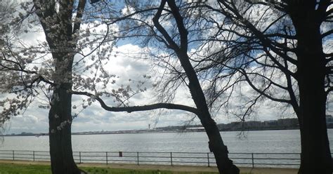 Dc Spinster Cherry Blossoms On Haines Point