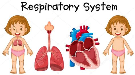 Sistema Respiratorio En Ni A Ilustraci N De Stock De Interactimages