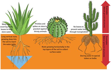 Cactus Diagram Cactus Spines Diagram Plant кактус Pict