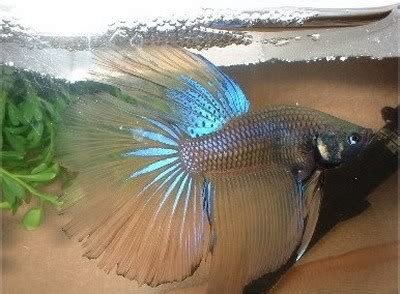 Betta Fish - Betta Fish Photo (34361983) - Fanpop