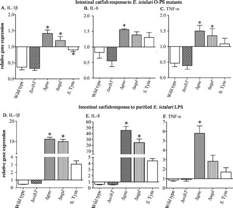 Qrt Pct Of Intestinal Catfish Cytokines Induced By E Ictaluri Lps A