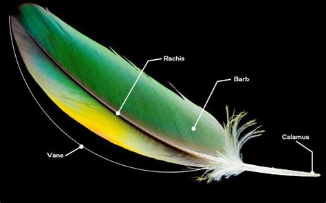 Bird Feathers (Structure, Types, Uses & Fun Facts) - Nature Roamer