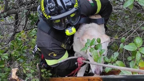 Moneglia Cane E Padrone Bloccati In Una Scarpata Salvati Dai Vigili