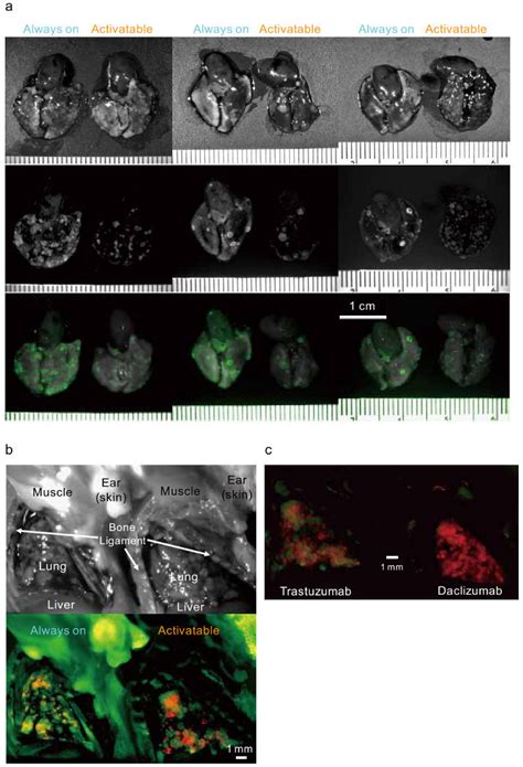 The Activatable Probe Can Produce A Fluorescence Signal Only From