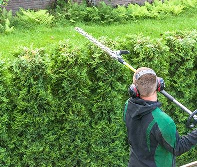 Leyland Cypress Pruning Tips - Tree Surgeon in Colchester