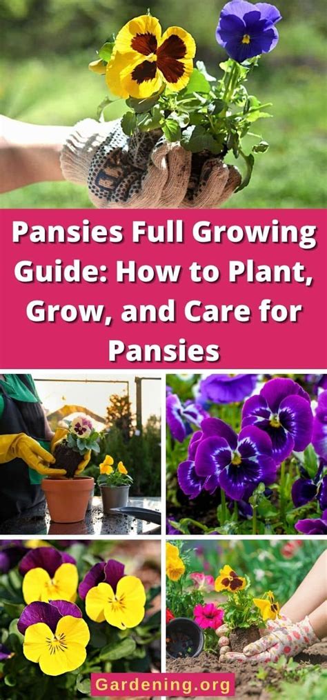 Pansies Full Growing Guide How To Plant Grow And Care For Pansies In