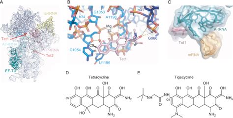 Tetracyclines Inhibit Delivery Of The TRNA To The Ribosomal A Site A