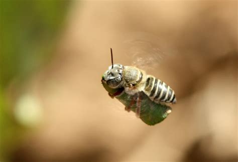 Leaf-cutter bees in action! – Discover Pollinators