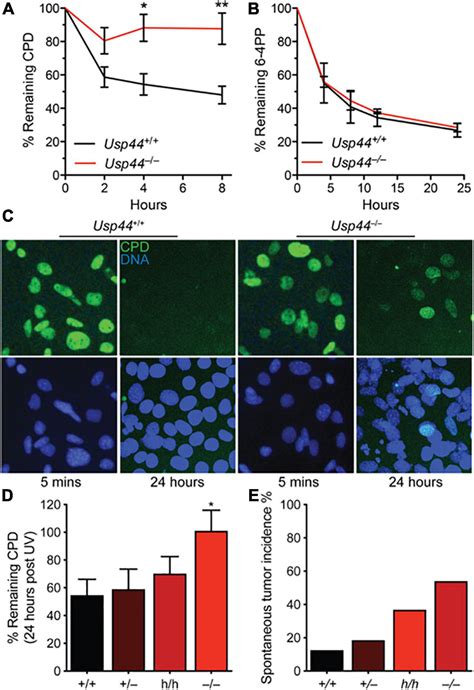 Frontiers Usp44 Stabilizes Ddb2 To Facilitate Nucleotide Excision