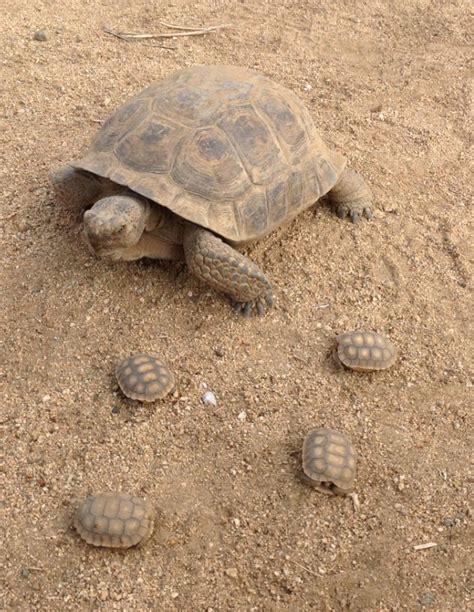 17 Best images about desert tortoise on Pinterest | Tortoise house, Tortoise enclosure and Shrubs