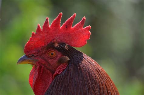 Comb Contest Carnation Winner Announced Backyard Chickens